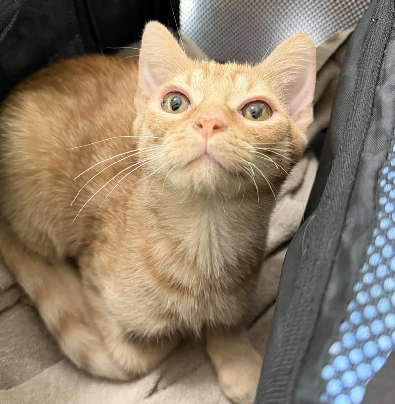 A baby small-sized female Tabby (Orange / Red) Domestic Short Hair cat named Raphaella for adoption in Lawrenceville, GA