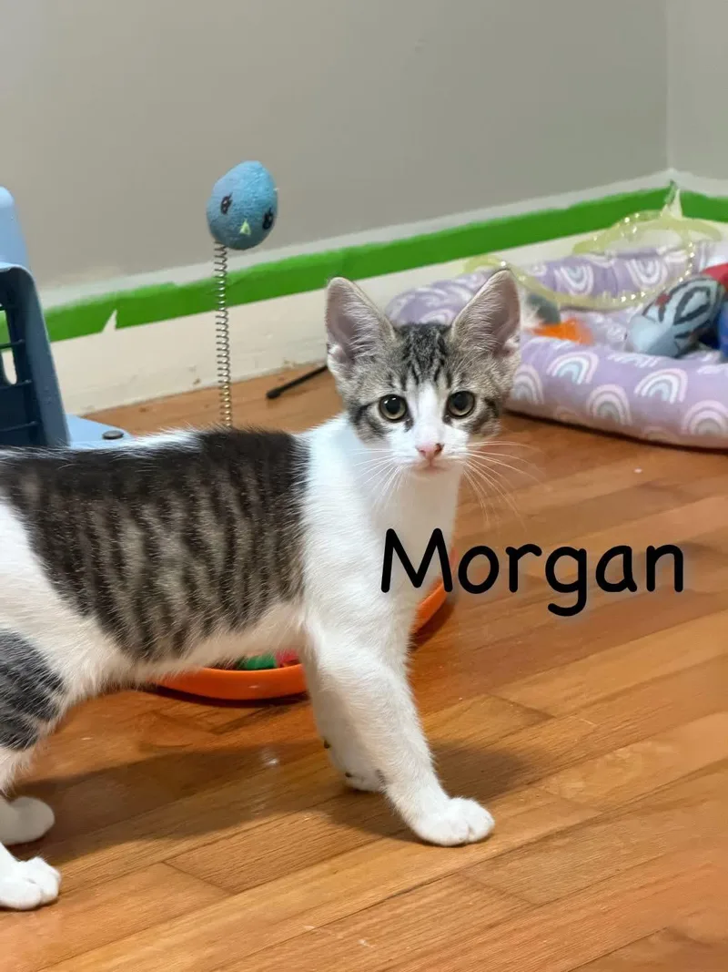 A young medium-sized male White Domestic Short Hair cat named Morgan for adoption in Manhattan, KS