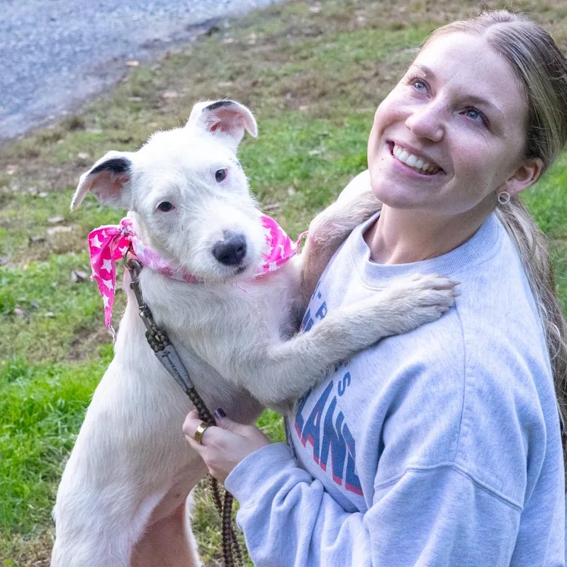 A baby medium-sized female Wire Fox Terrier dog named MarleyAvail for adoption in West Grove, PA