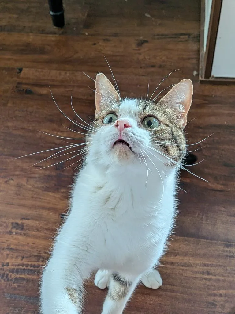 Bagel Bite thumbnail 2