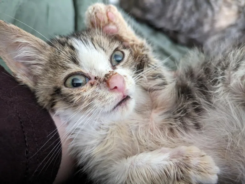 Bagel Bite thumbnail 3