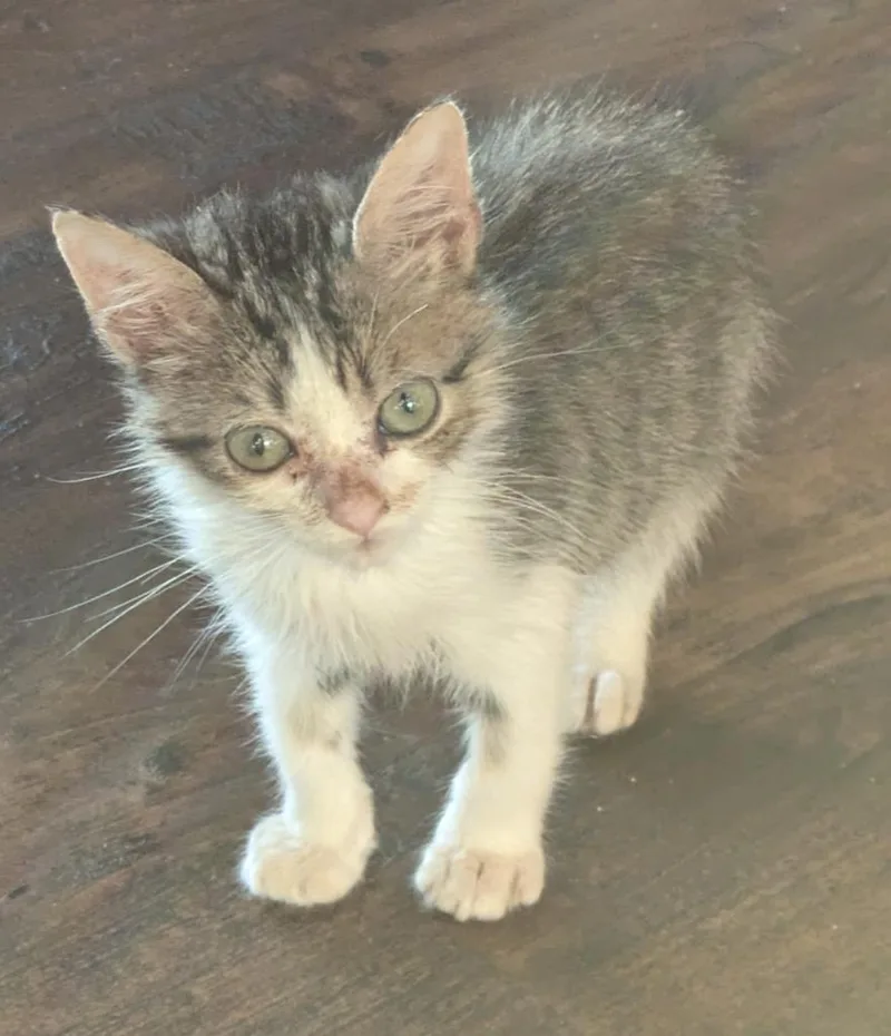 Bagel Bite thumbnail 4