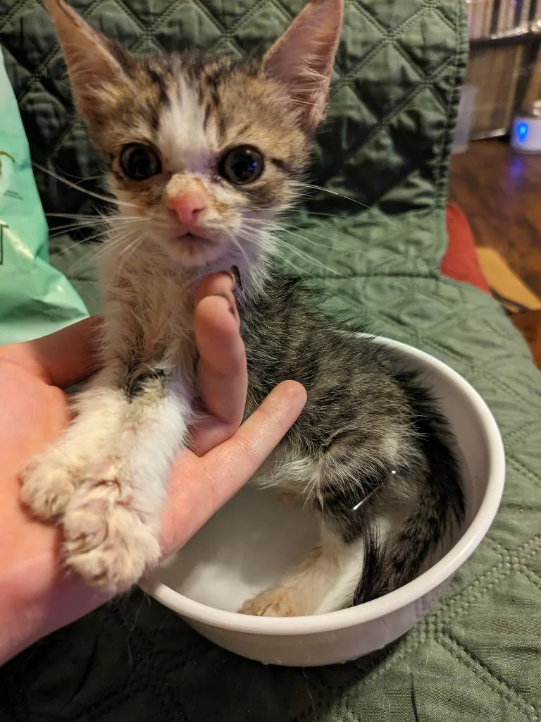 Bagel Bite thumbnail 5