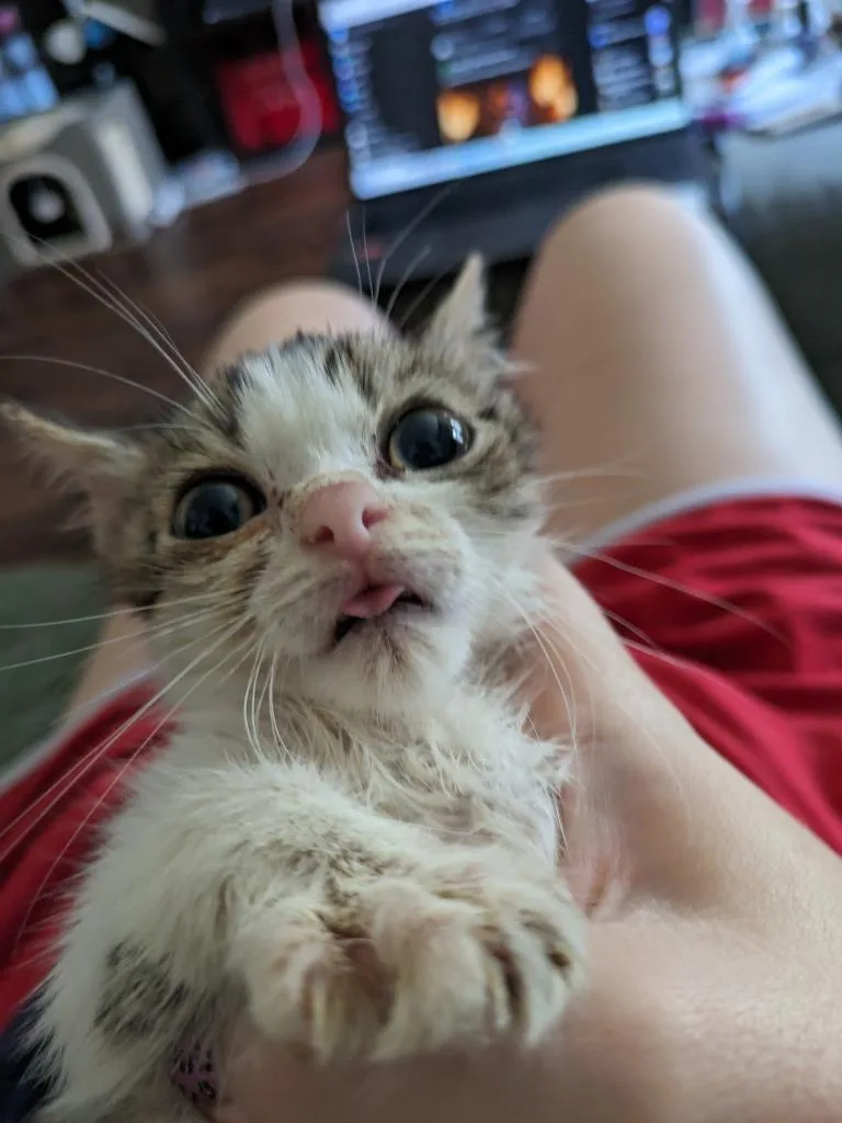 Bagel Bite thumbnail 6