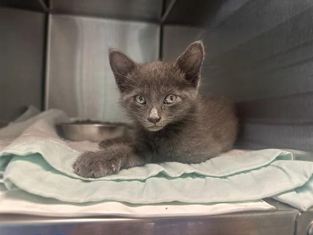 A baby medium-sized male Domestic Short Hair cat named Luke for adoption in Dallas, TX