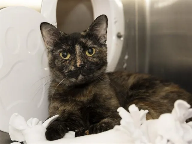 A young small-sized female Domestic Short Hair cat named Bea for adoption in Phoenix, AZ