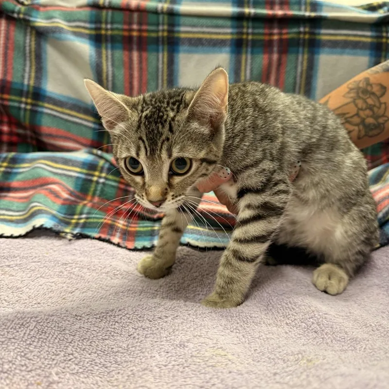 A baby small-sized female Domestic Short Hair cat named Persephone for adoption in Opelika, AL