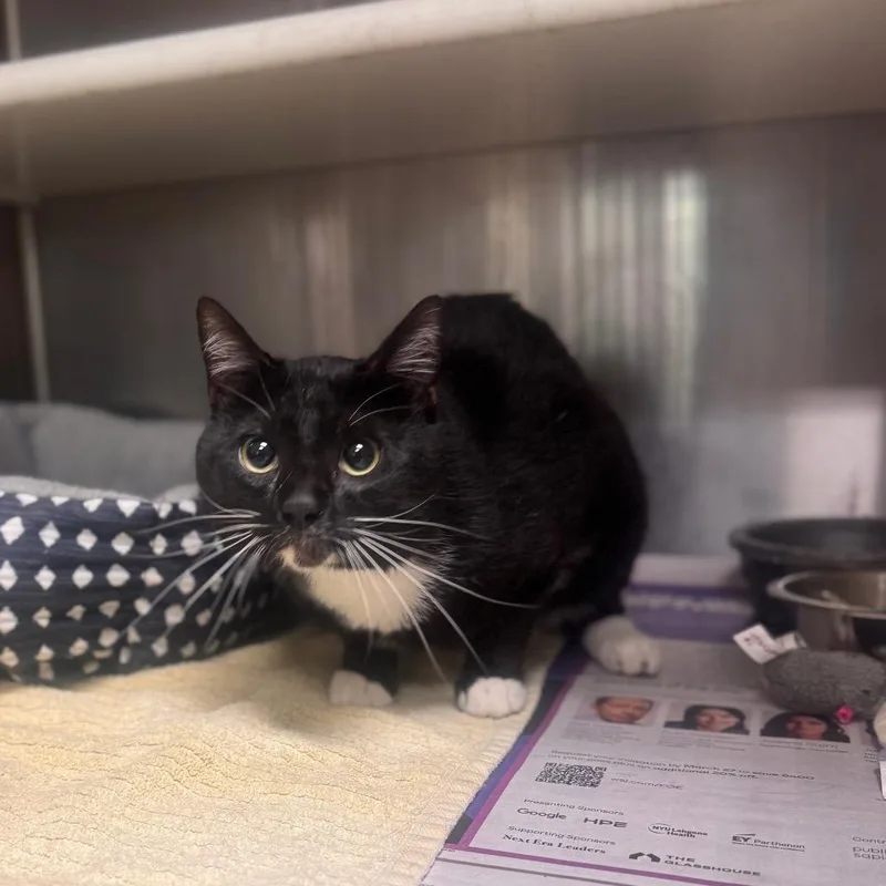 An adult medium-sized male Black Domestic Short Hair cat named Rock for adoption in Novelty, OH
