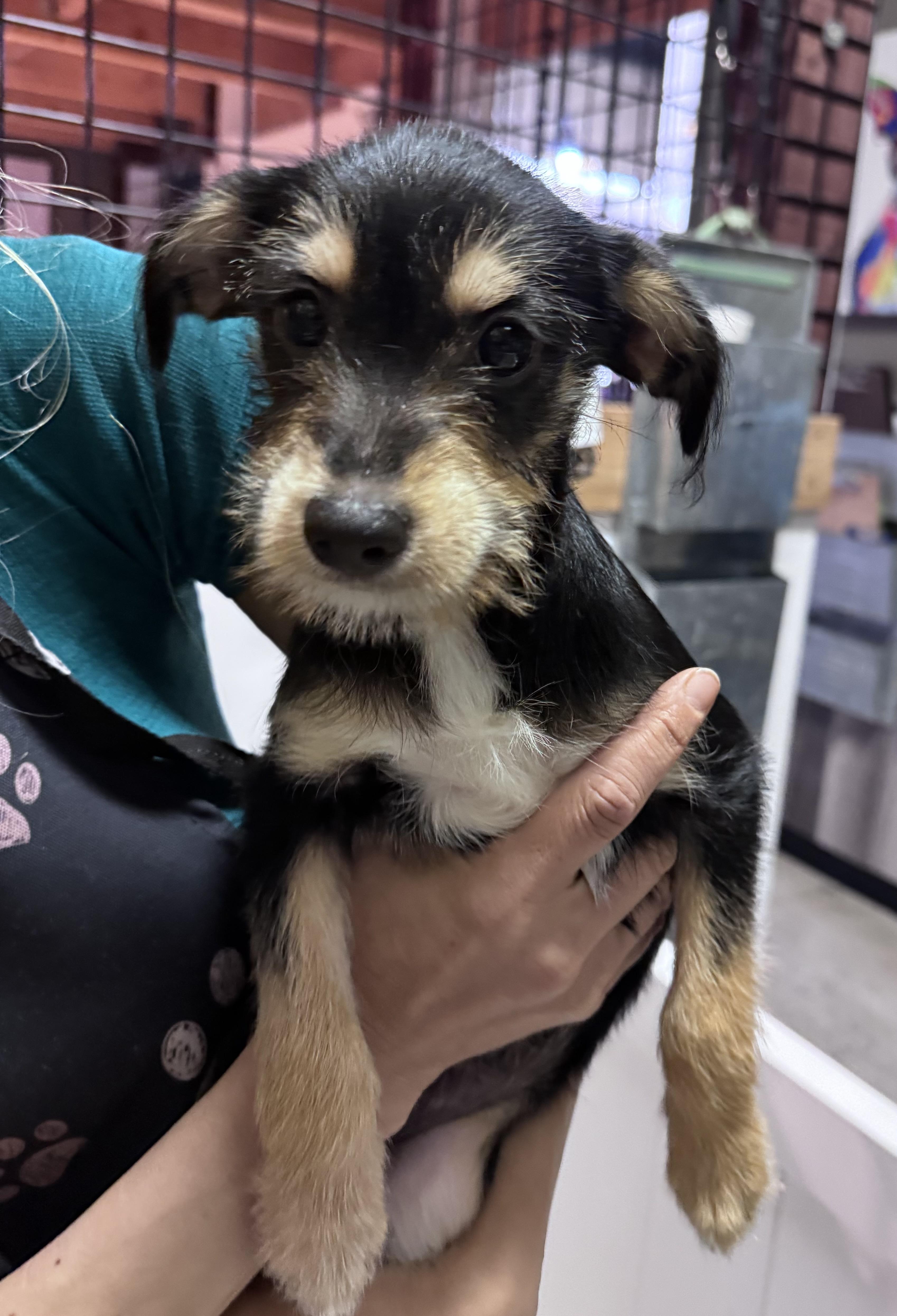 A baby small-sized female Black Chihuahua dog named Liberty for adoption in Thousand Oaks, CA