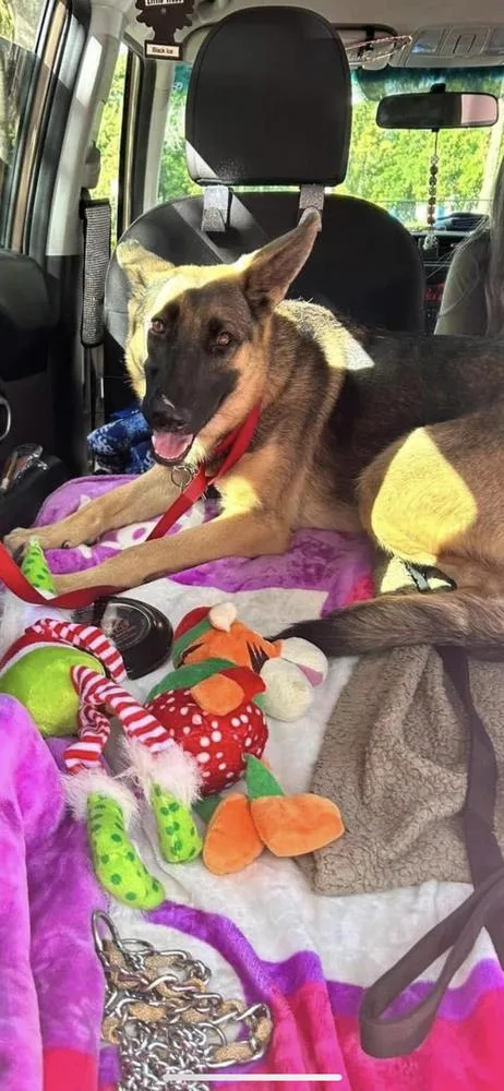 An adult large-sized female Tricolor (Brown, Black, & White) German Shepherd Dog dog named Liberty for adoption in West Palm Beach, FL