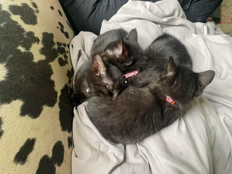 A baby small-sized female Black Domestic Short Hair cat named Dear Prudence for adoption in Milwaukee, WI