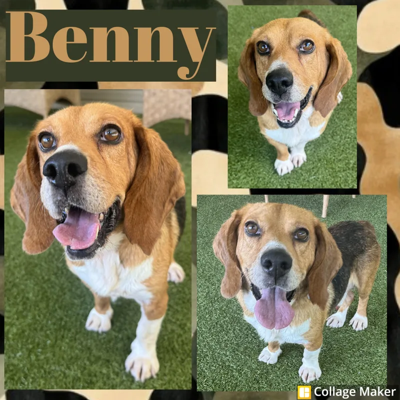 An adult medium-sized male Tricolor (Brown, Black, & White) Beagle dog named Benny for adoption in Clearfield, PA