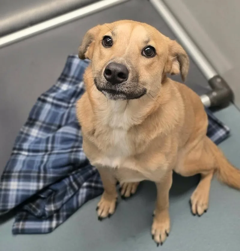 An adult medium-sized female Tricolor (Brown, Black, & White) Labrador Retriever dog named Angel for adoption in Sedalia, CO
