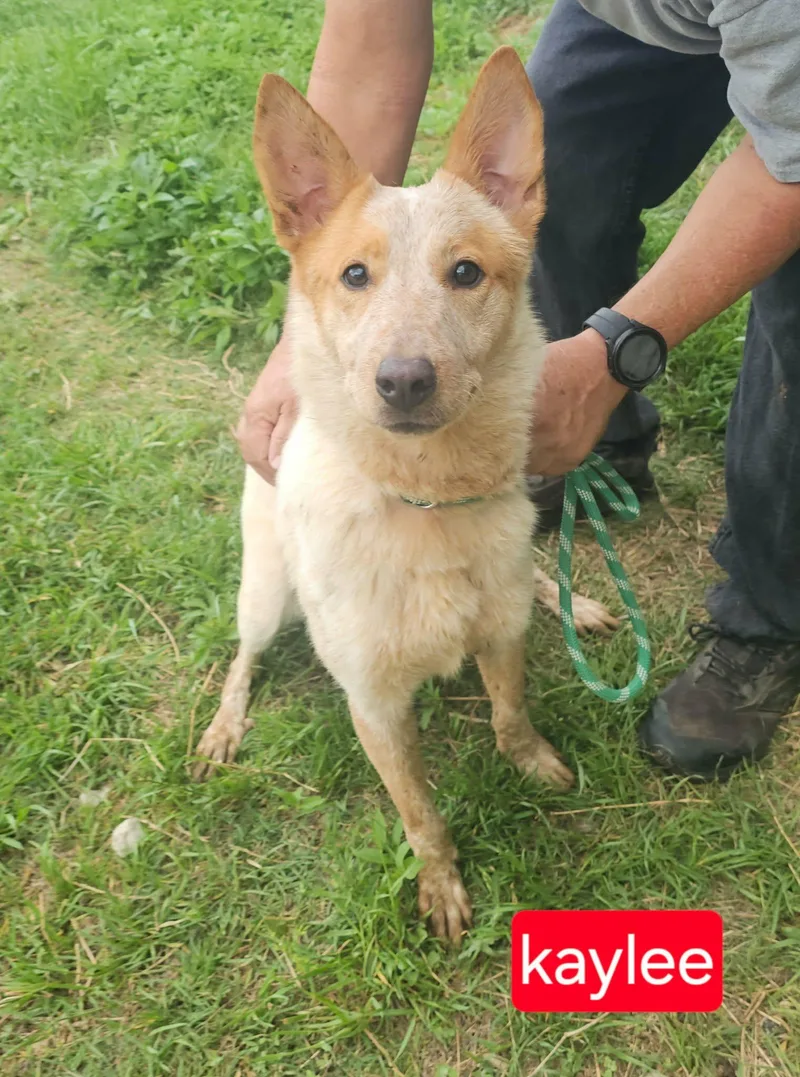 A young medium-sized female Australian Cattle Dog / Blue Heeler dog named Kaylee for adoption in Fort Worth, TX