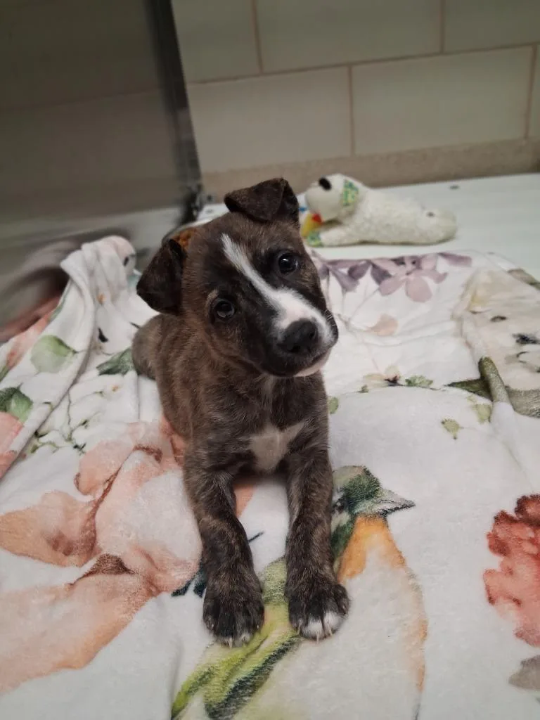 A baby small-sized female Terrier dog named Misty for adoption in Seguin, TX