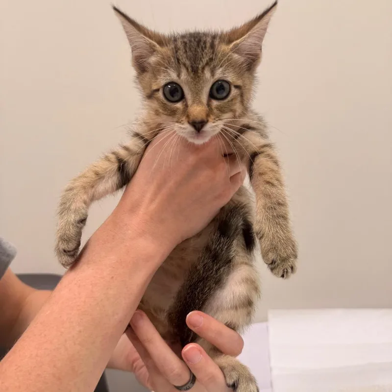 A baby small-sized female Brown / Chocolate Domestic Short Hair cat named Baby Bella for adoption in Chattanooga, TN
