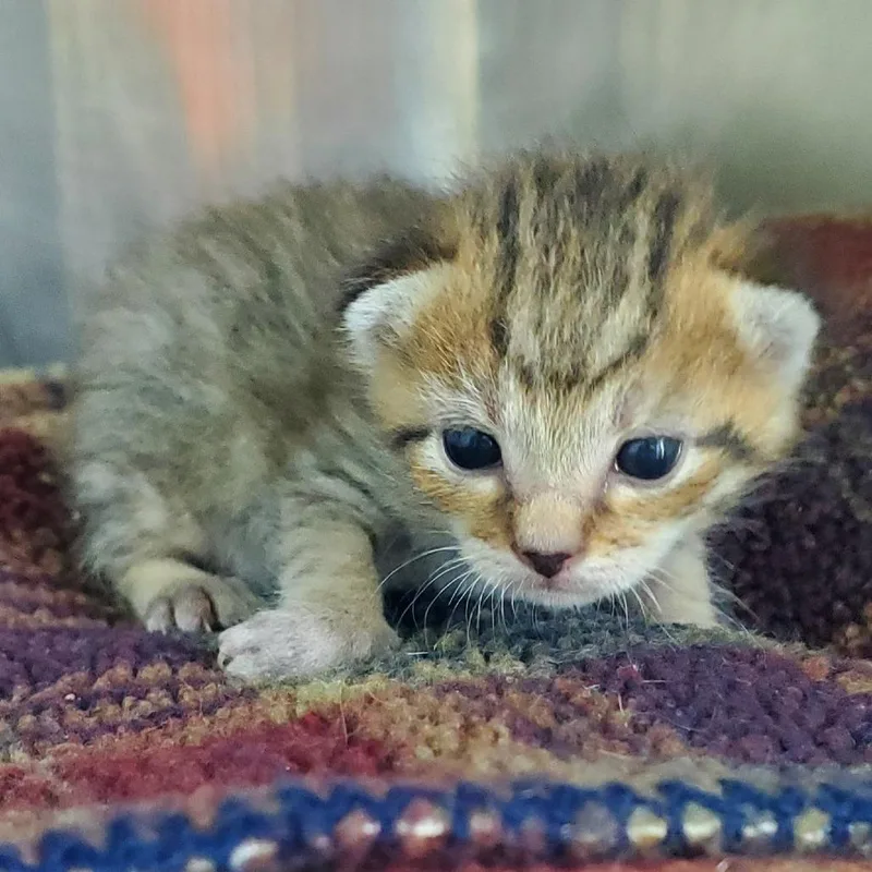 Baby Bella thumbnail 4