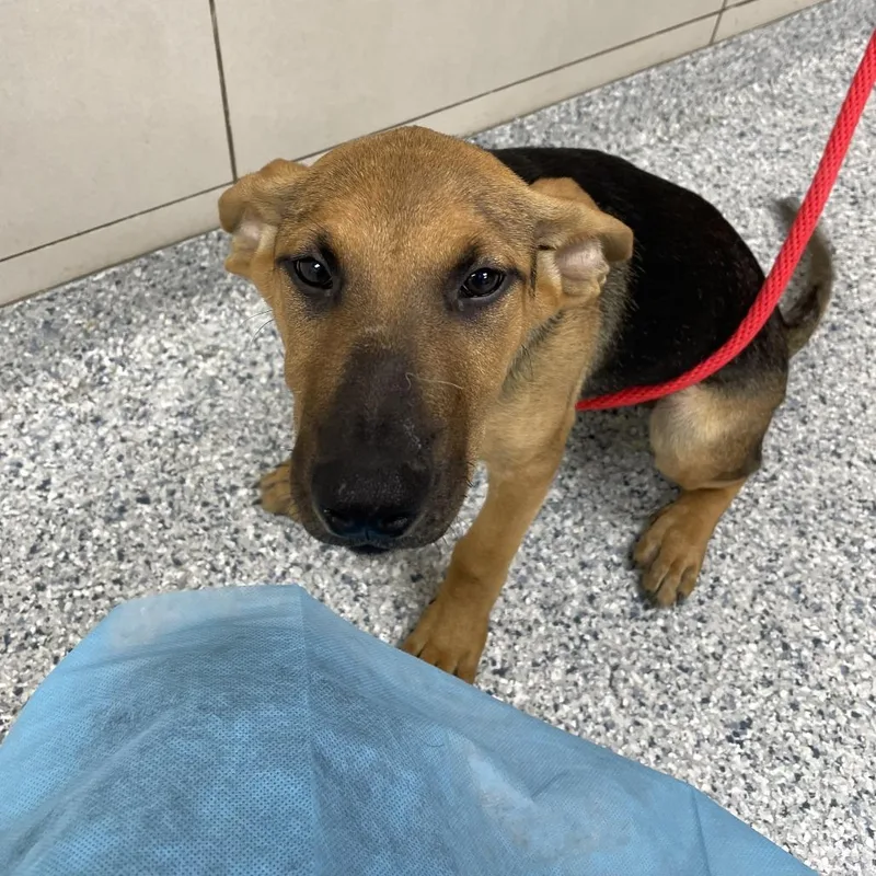 A baby small-sized female Yellow / Tan / Blond / Fawn Mixed Breed dog named Persephone for adoption in Matteson, IL
