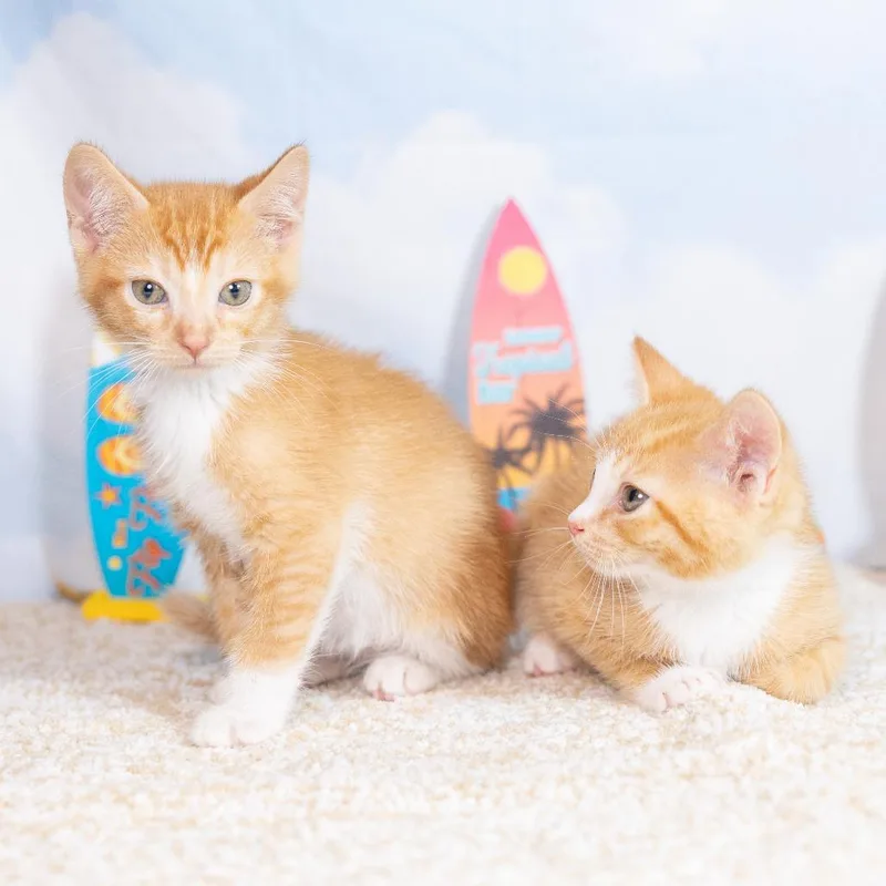 A baby small-sized male Orange / Red Domestic Short Hair cat named Jad for adoption in Durham, NC