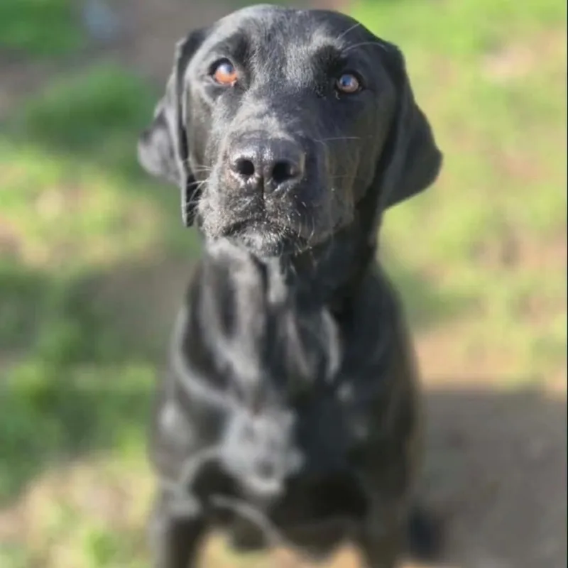 Millie