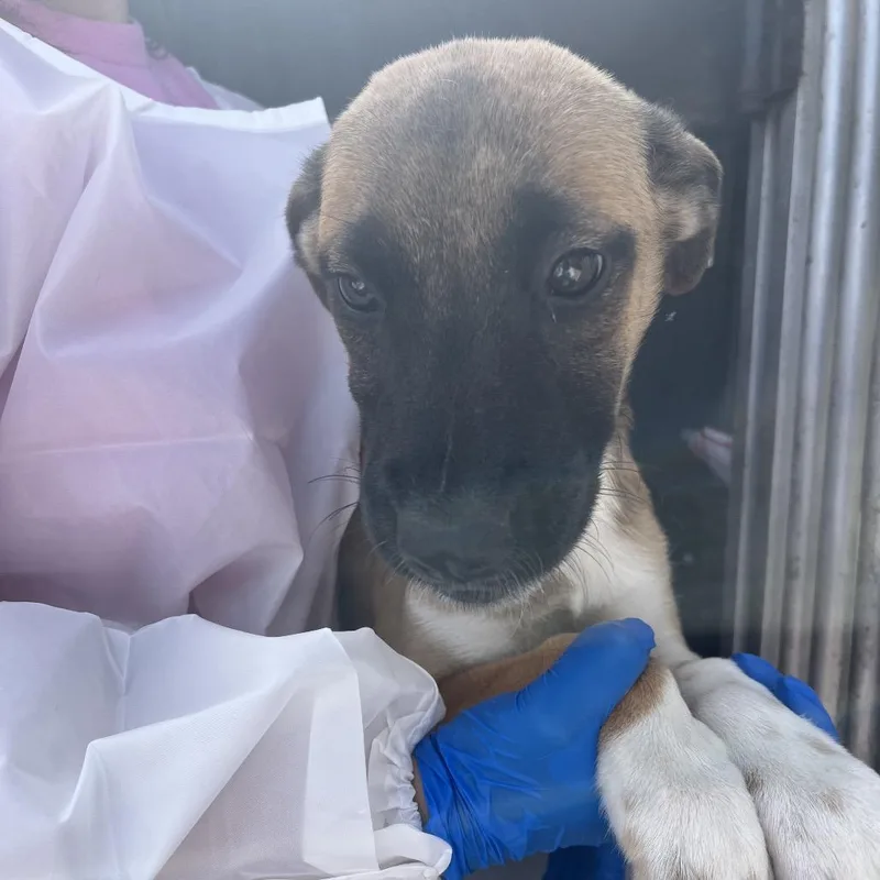 A baby small-sized female Brown / Chocolate Shepherd dog named Barbie for adoption in Edinburg, TX
