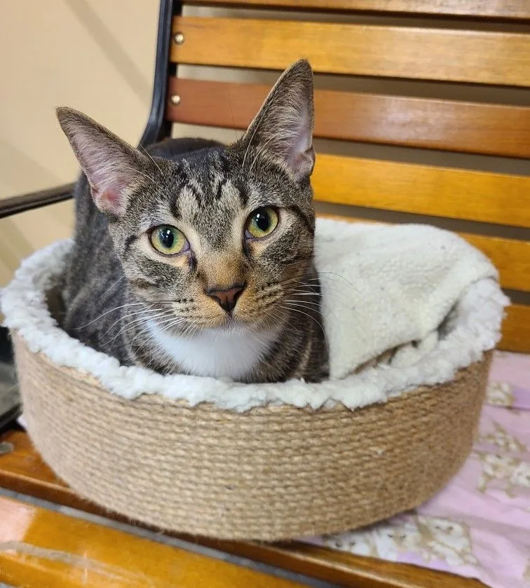 An adult medium-sized male Tabby (Brown / Chocolate) Domestic Short Hair cat named Ian for adoption in Columbia, SC
