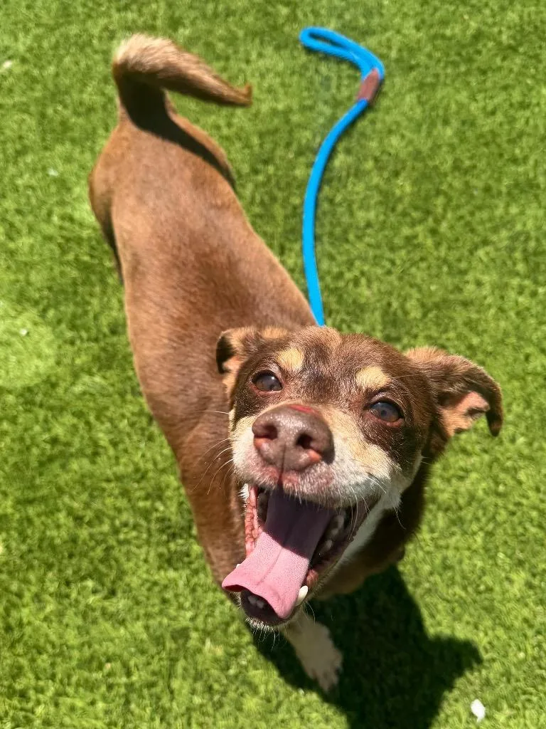 An adult small-sized female Brown / Chocolate Chihuahua dog named Tucker for adoption in Frankfort, KY