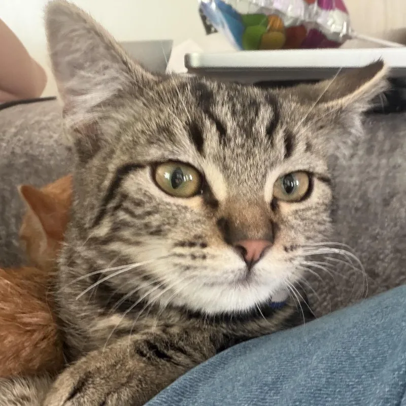 A baby small-sized male Brown / Chocolate Domestic Short Hair cat named Cowboy for adoption in Grantsville, UT