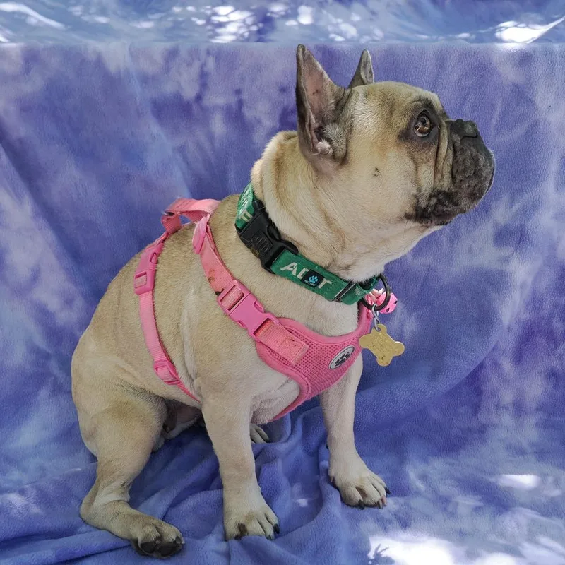 Lady Pinky