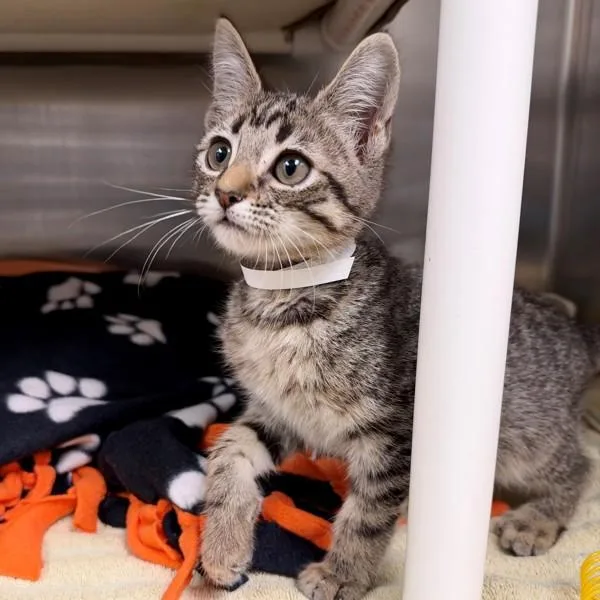 A baby small-sized male Domestic Short Hair cat named Salvator for adoption in Walnut Creek, CA