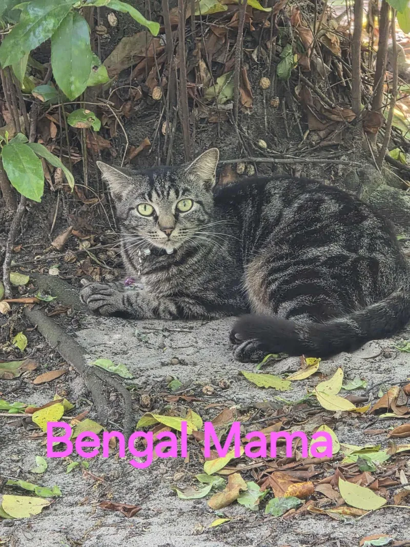 An adult large-sized female Tabby cat named Bengal Mama for adoption in Spring Hill, FL
