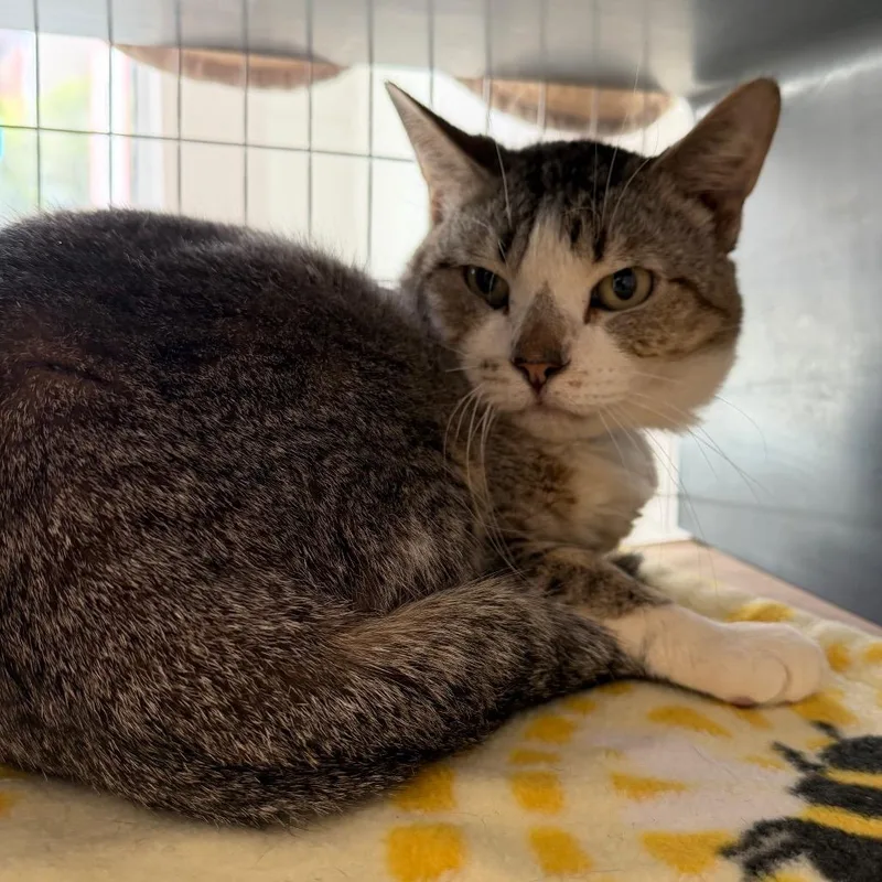 A young medium-sized male Brown / Chocolate Domestic Short Hair cat named Xander for adoption in Chicago, IL