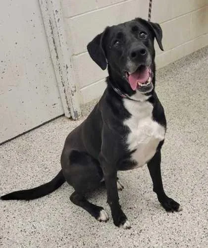 An adult extra large-sized female Black Labrador Retriever dog named Casey for adoption in Kansas City, MO