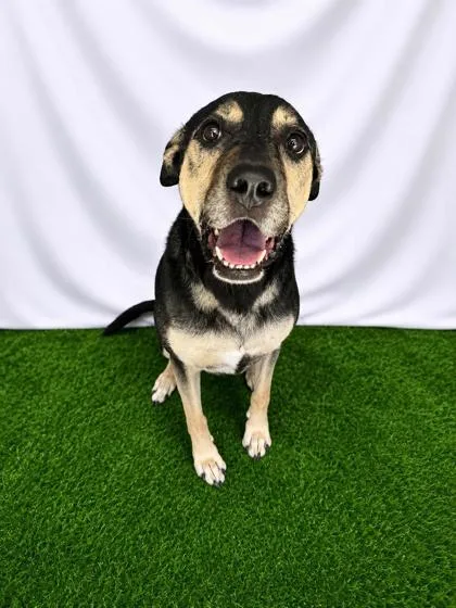 An adult large-sized female Black Mixed Breed dog named Margaret for adoption in Covington, LA