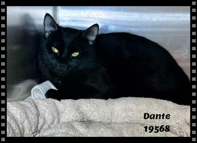 An adult medium-sized male Black Domestic Short Hair cat named Dante for adoption in Marietta, GA