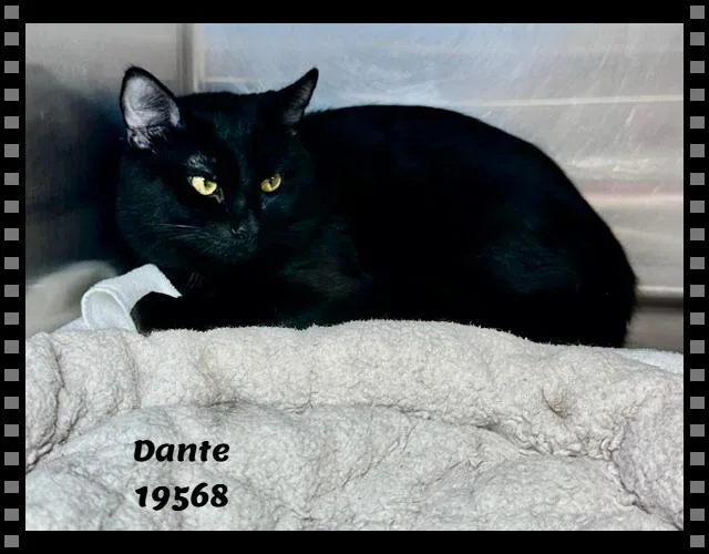 Dante thumbnail 2