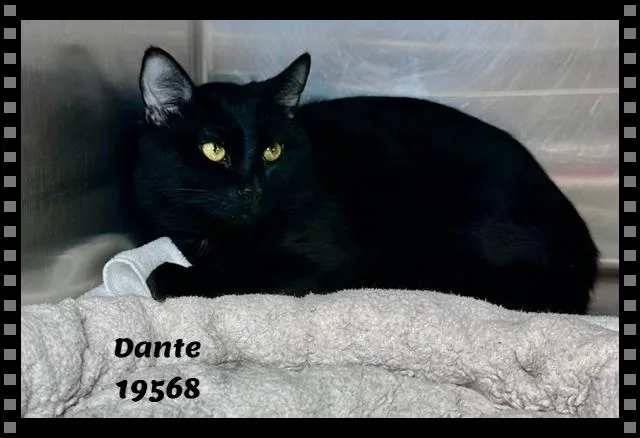 Dante thumbnail 3