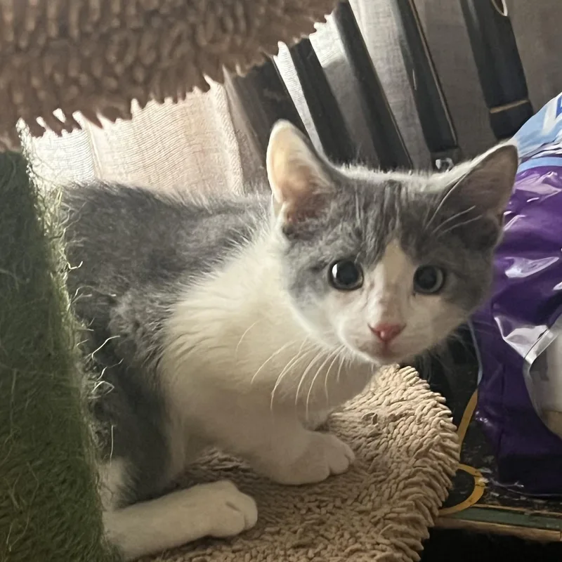 A baby medium-sized male Gray & White Domestic Short Hair cat named Goose for adoption in Lemoyne, PA