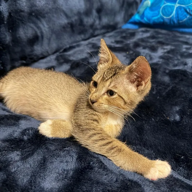 A baby small-sized male Buff / Tan / Fawn Domestic Short Hair cat named Paul for adoption in West Palm Beach, FL