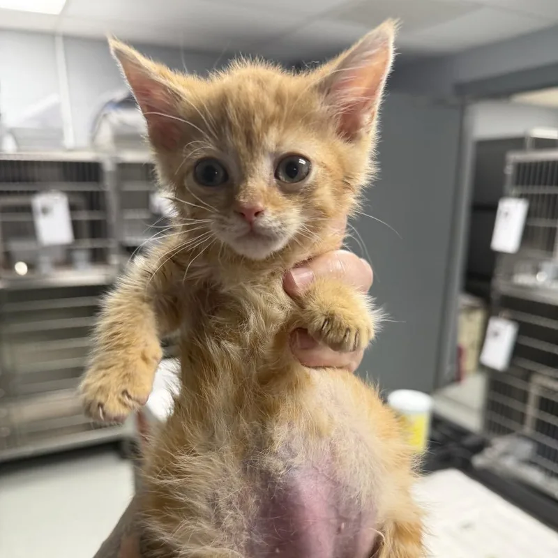 A baby small-sized male Orange / Red Domestic Short Hair cat named Broccoli for adoption in Lynchburg, VA