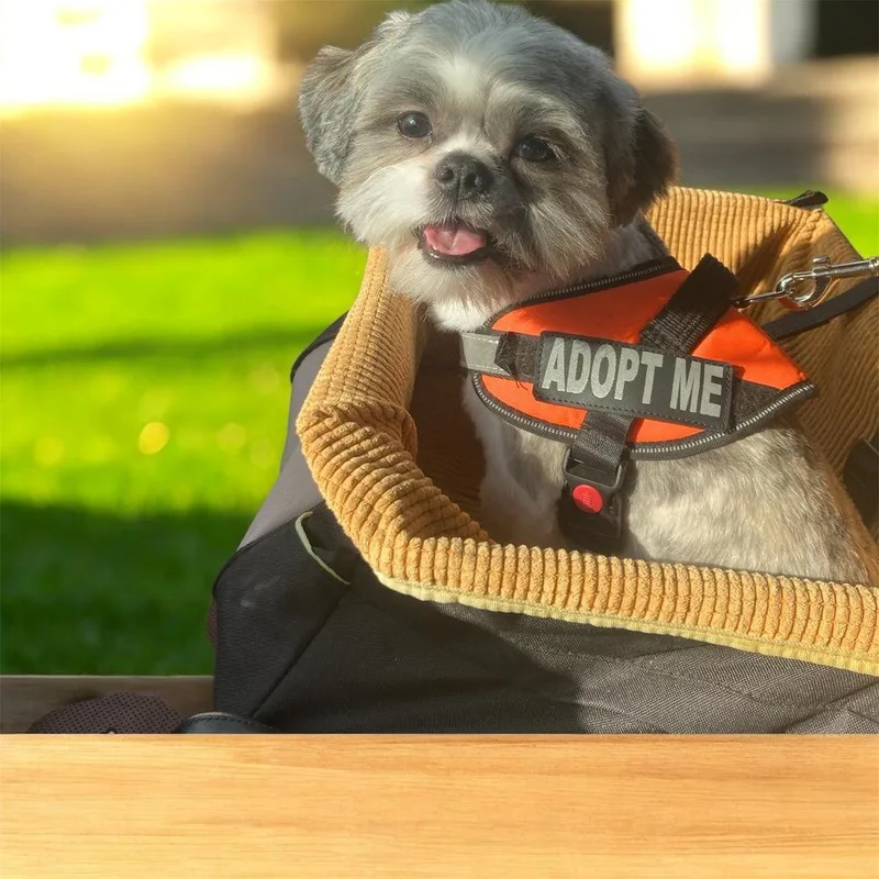 A baby small-sized male Shih Tzu dog named Marlo for adoption in Blanchard, OK