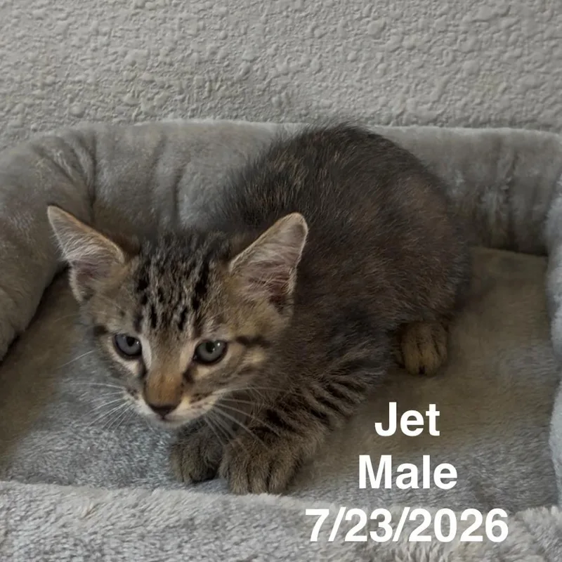 A baby small-sized male Domestic Short Hair cat named Jet for adoption in League City, TX