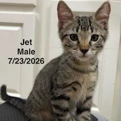 Jet thumbnail 2