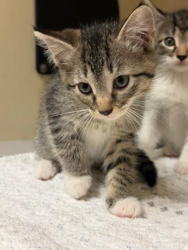 A baby small-sized female Domestic Short Hair cat named Yale for adoption in Chamblee, GA