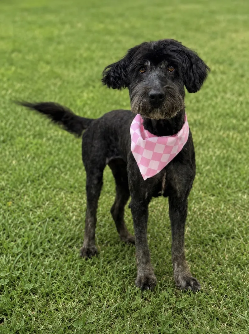 Gracie
