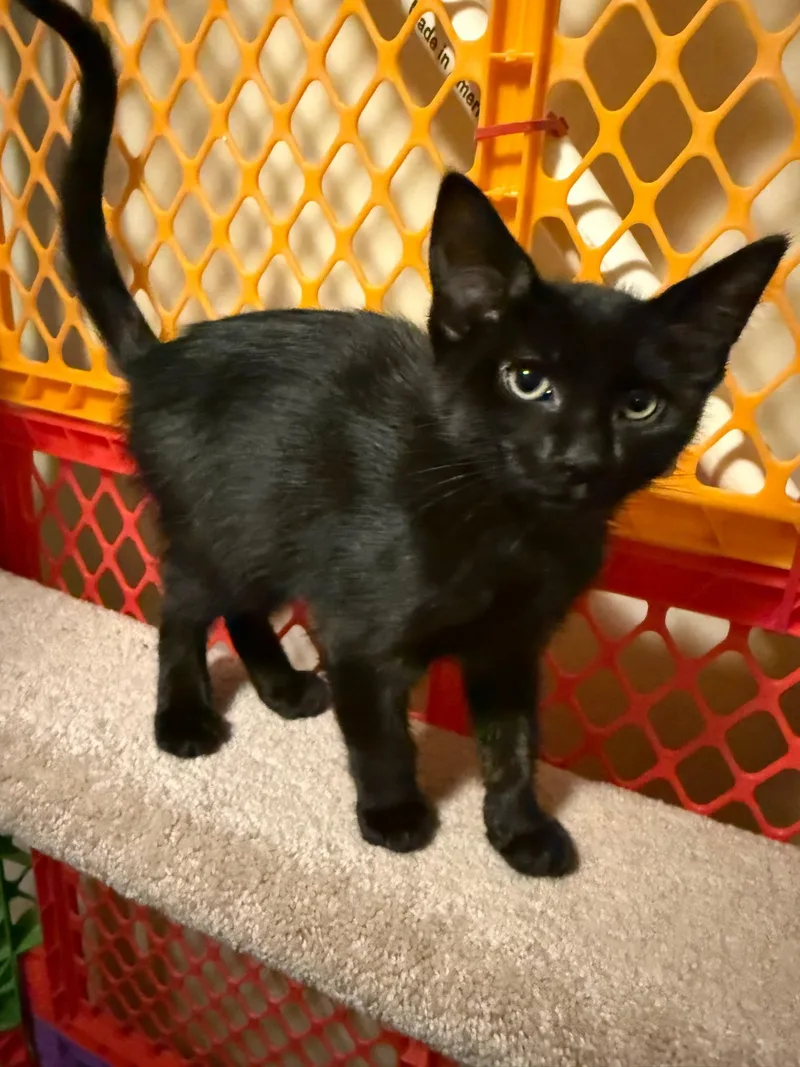 A baby medium-sized male Black Domestic Short Hair cat named Harry for adoption in Mokena, IL