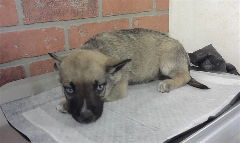 A baby small-sized female German Shepherd Dog dog named Summer for adoption in Houston, TX