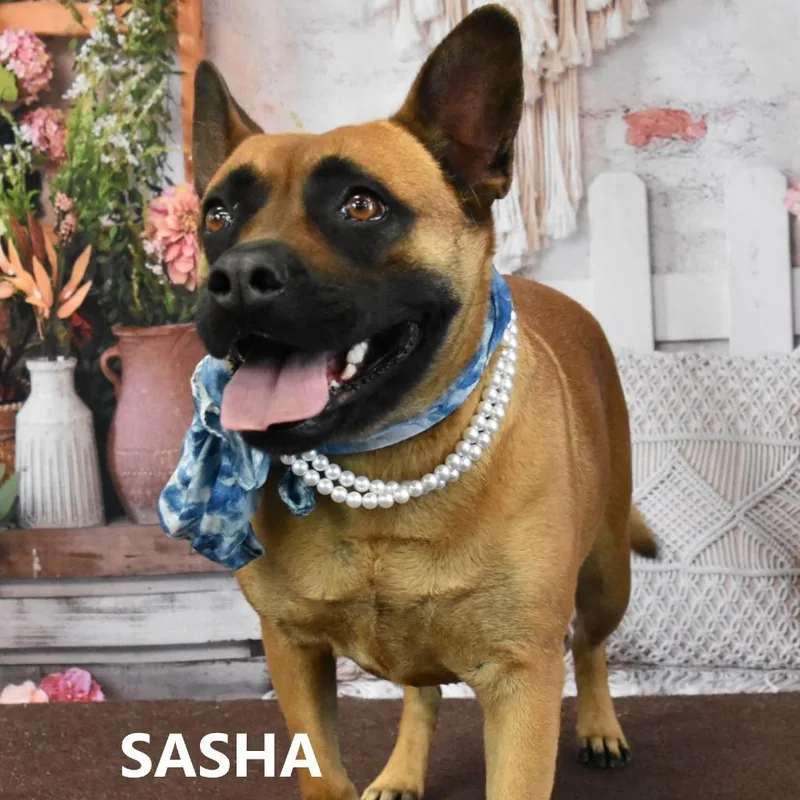 An adult medium-sized female Brown / Chocolate German Shepherd Dog dog named Sasha for adoption in Yuma, AZ