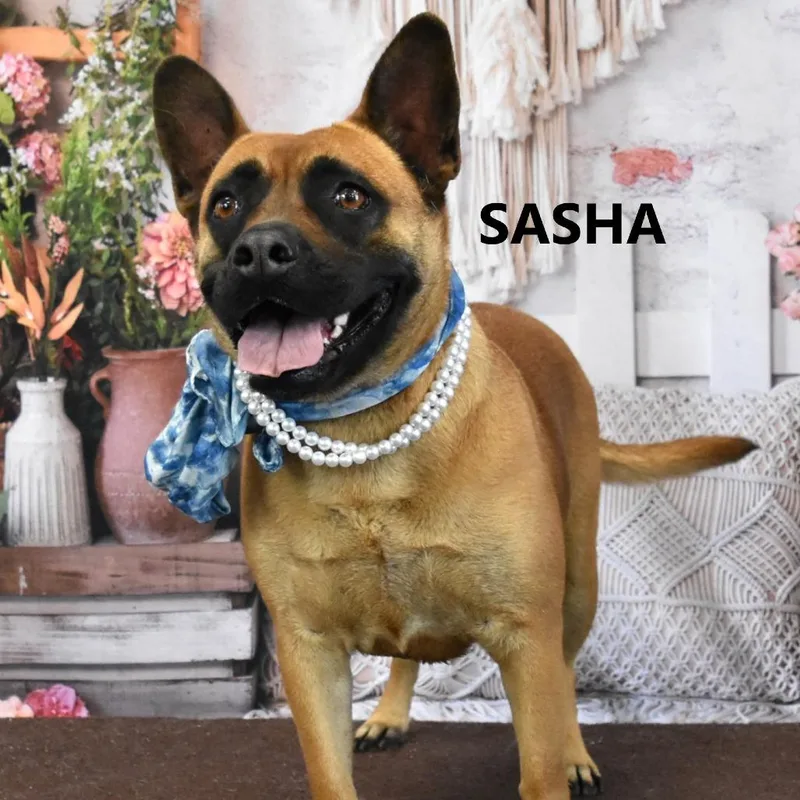 Sasha thumbnail 2