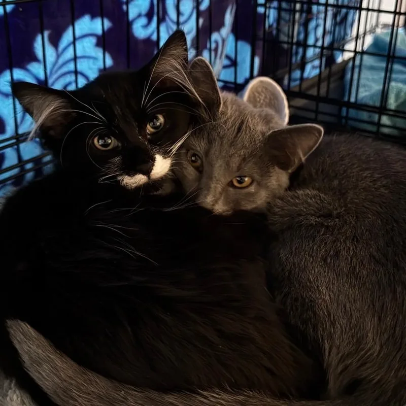 A baby small-sized female Black & White / Tuxedo Tuxedo cat named Navy for adoption in Grove City, OH